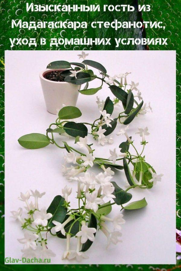 stephanotis-kotihoito