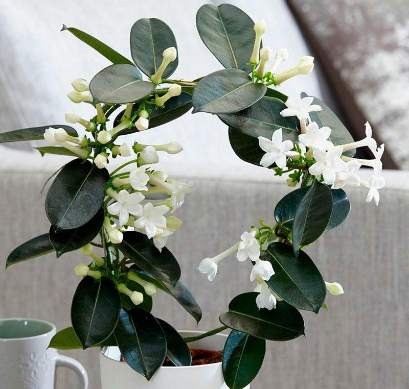 stephanotis kukkii