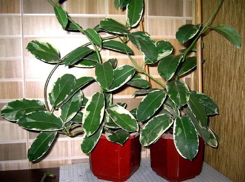 Stephanotis home care how to make bloom