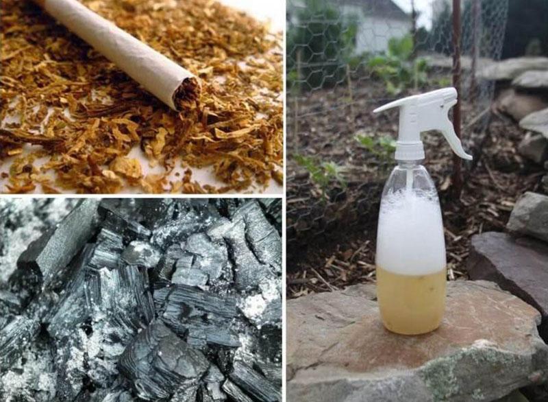 tobacco dust for plants Tobacco dust