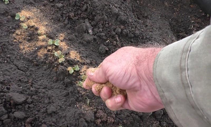 tobacco dust for garden Tobacco dust