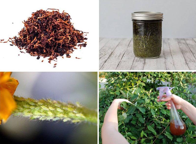 tobacco decoction Tobacco dust