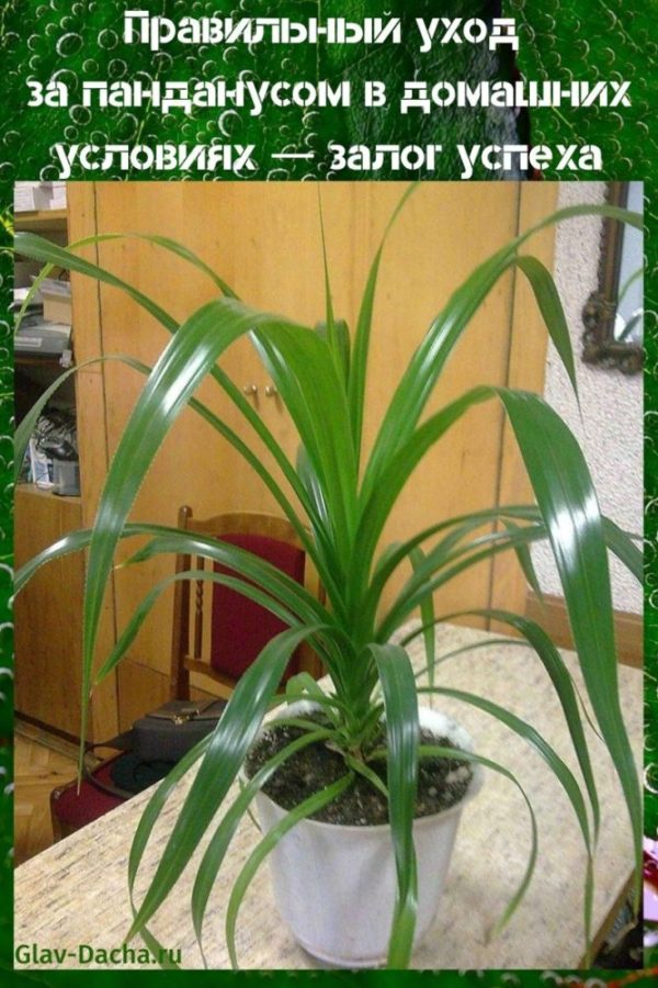 pandanus-hoito kotona