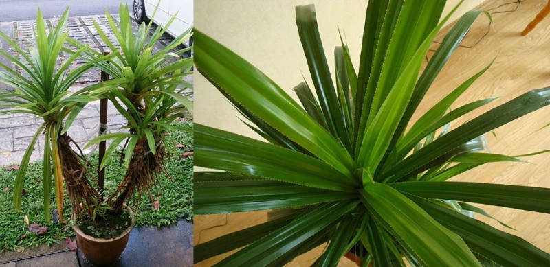 palmu pandanus