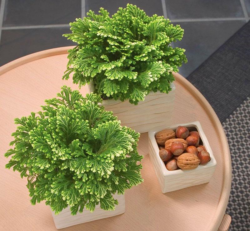 selaginella kotona