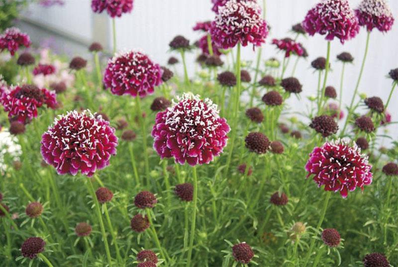 kaunis scabiosa puutarhassa