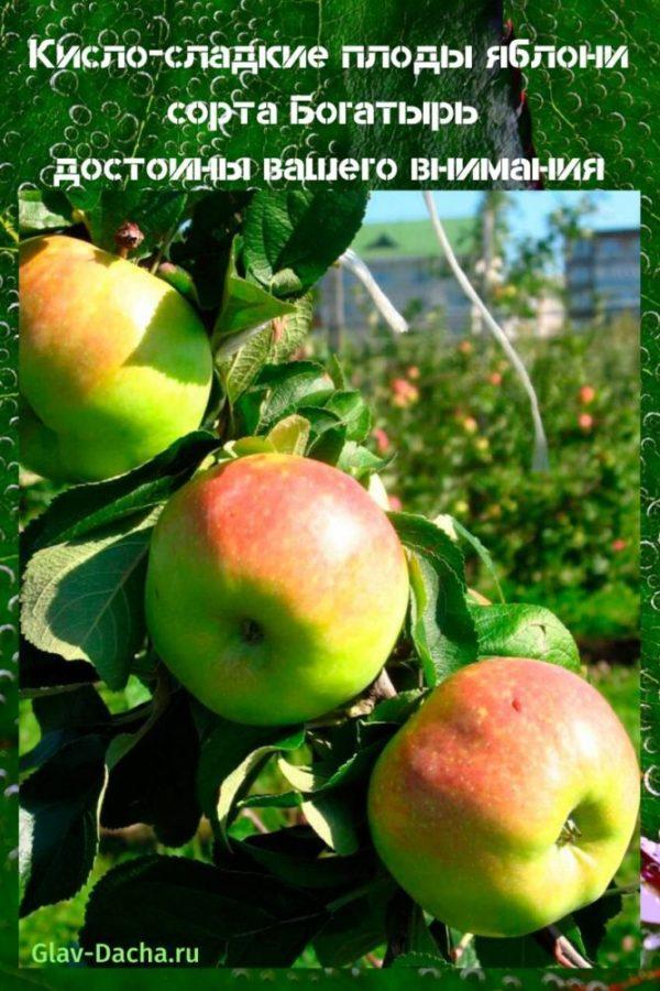 omenapuulajikkeet Bogatyr