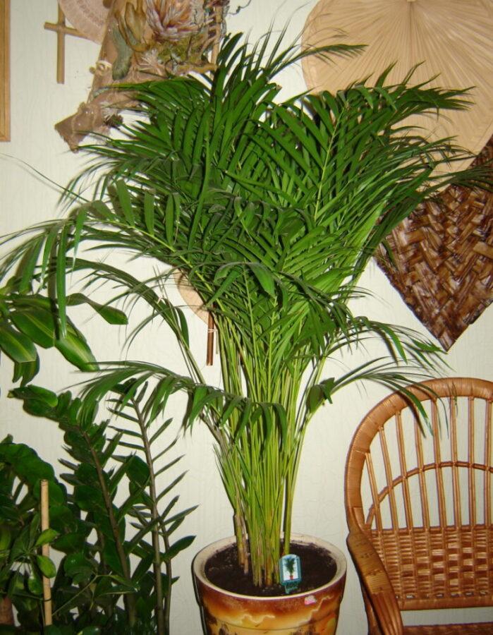 areca-kotihoidon kuva