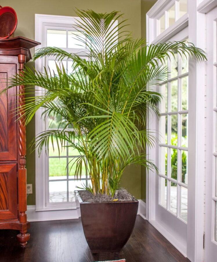 Areca sisäkämmen