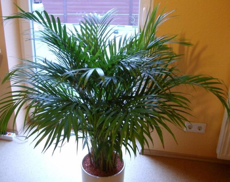 Areca-olosuhteet