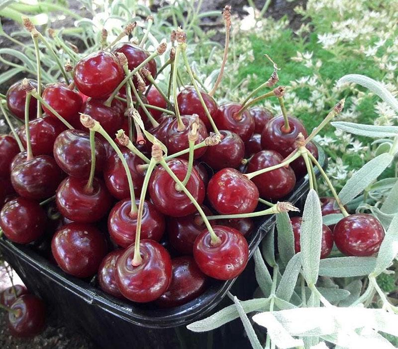 valintatyön tulos jälkiruoka kirsikan pakkanen
