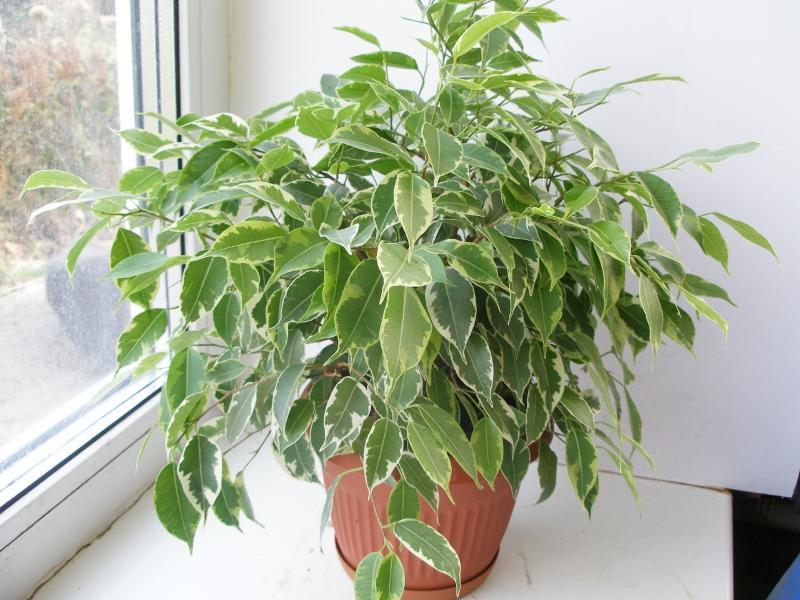 ficus kinki kotihoito