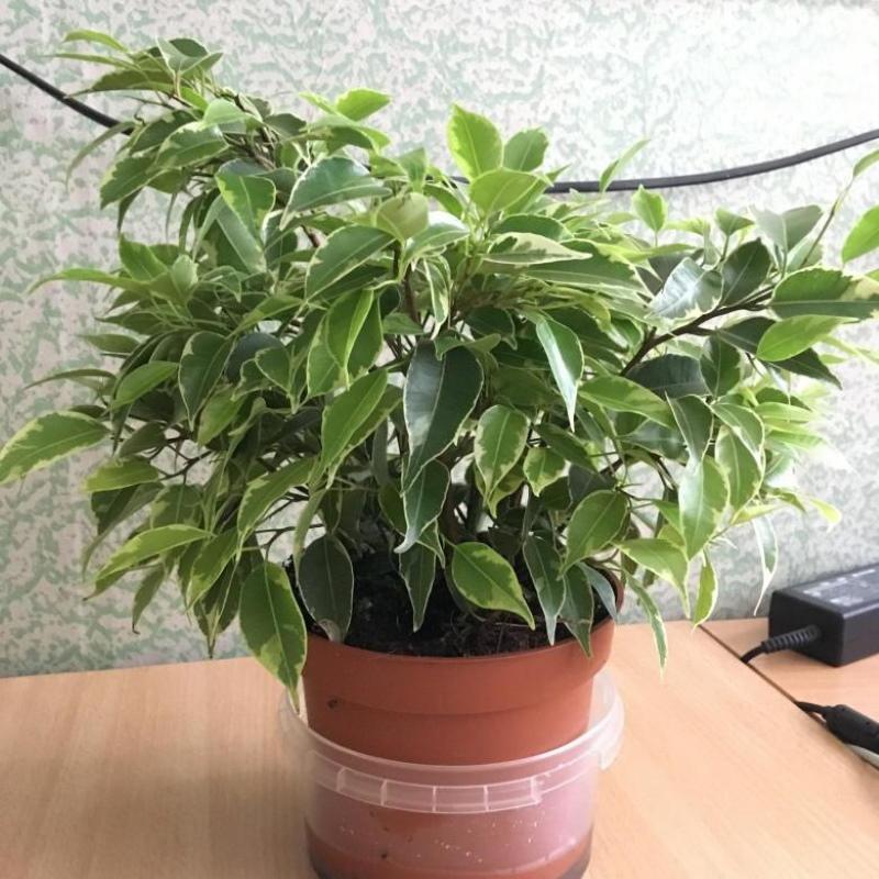 ficus perverssi