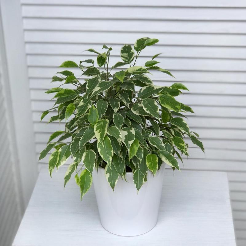 edellytykset pitää ficus perverssi