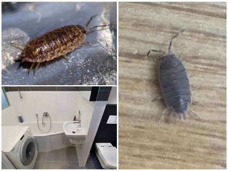 miten käsitellä puutäitä asunnossa