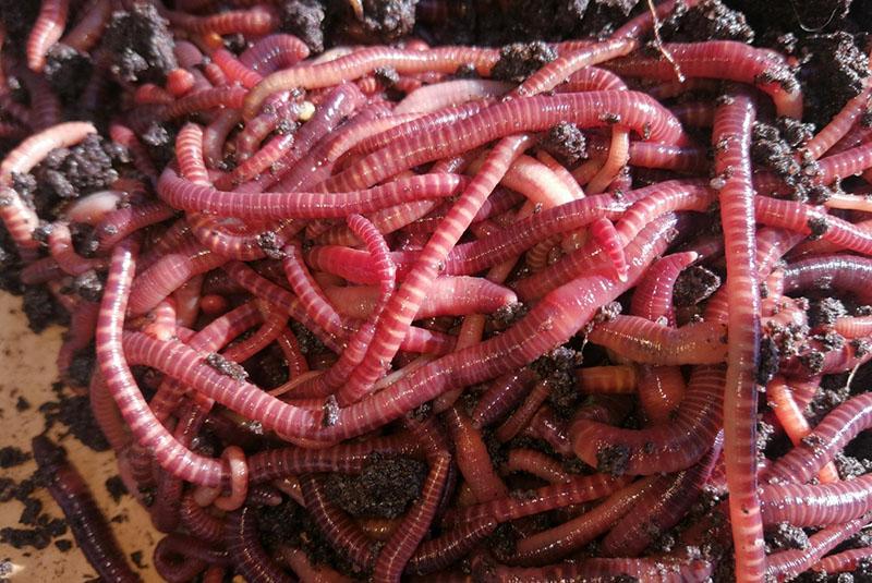 vaatimattomia kalifornialaisia ​​matoja hoidettavaksi