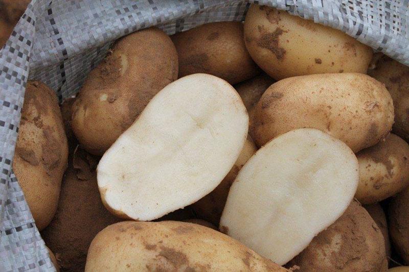 saketti perunan mukulat