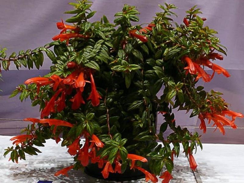 Columbian kotihoito