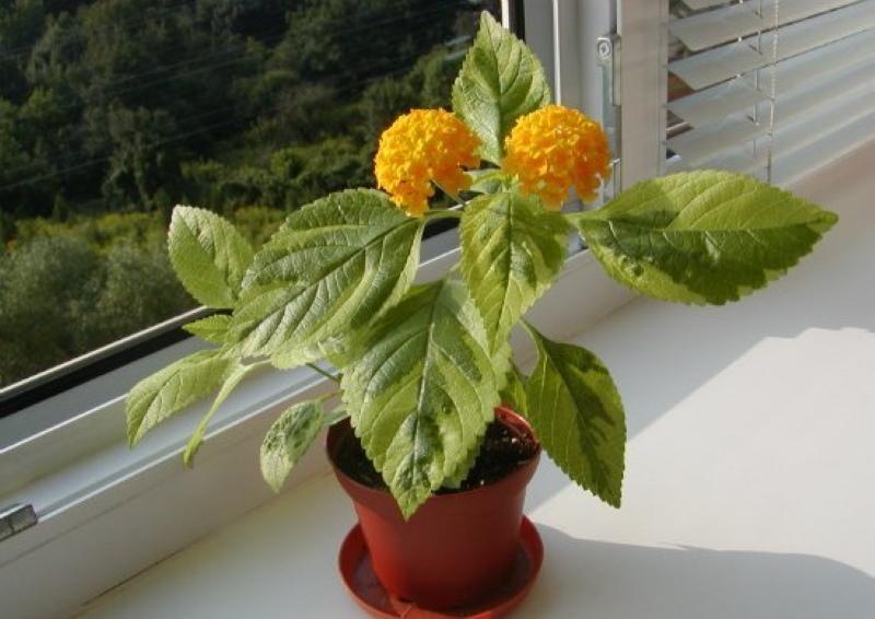 sisätiloissa lantana