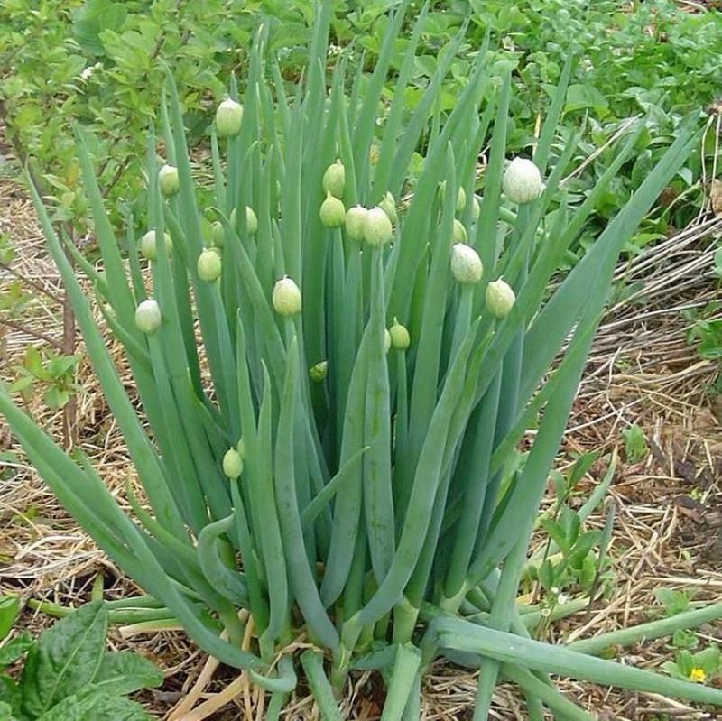 sipulin viljely