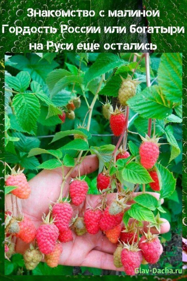 vadelma Venäjän ylpeys