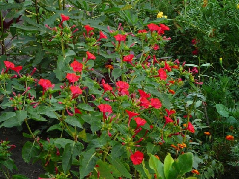 mirabilis yön kauneus