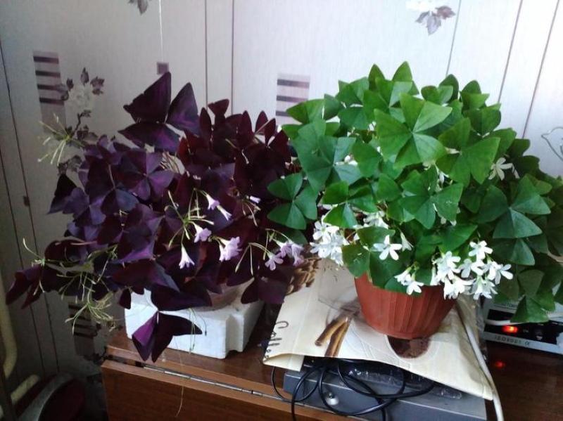 oxalis kotihoito