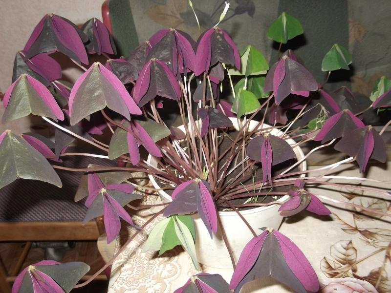 oxalis suljetuilla lehdillä