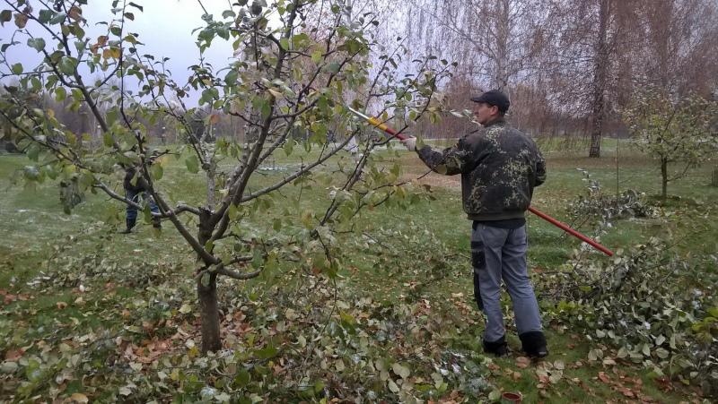 omenapuiden syksyn karsiminen