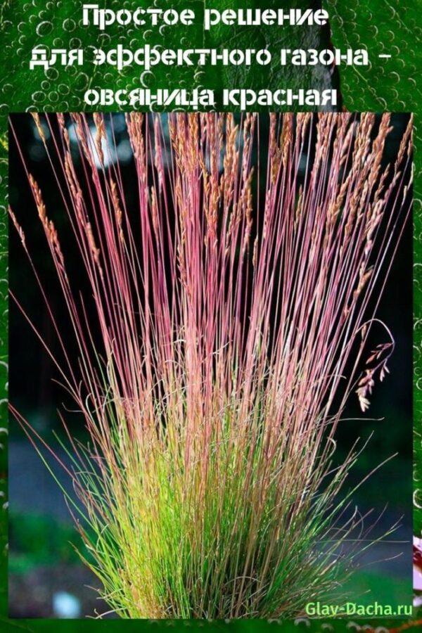 punainen fescue