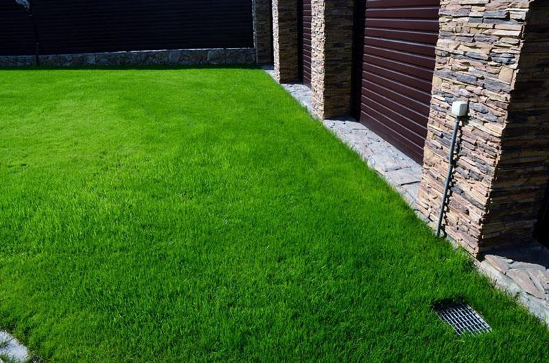 punainen fescue nurmikolle