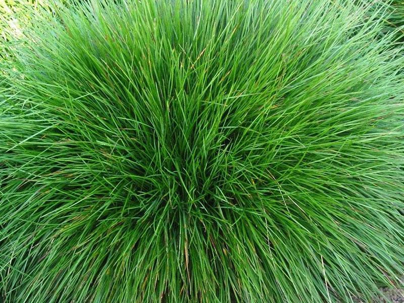 kasvava punainen fescue