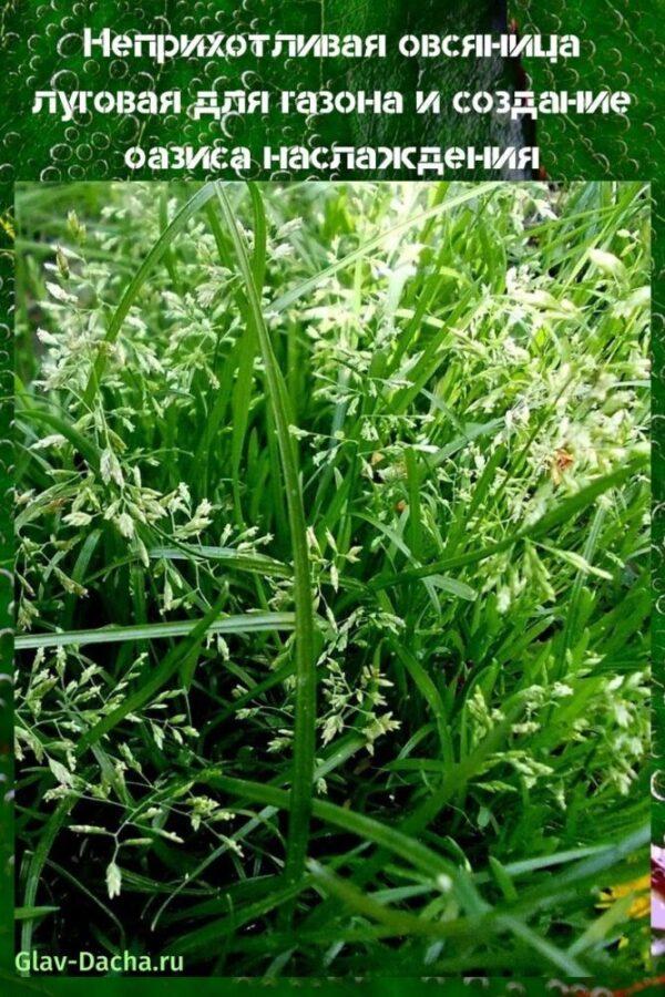 niitytiainen nurmikolle