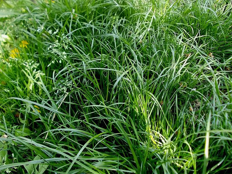 niitty-fescue-piirteet