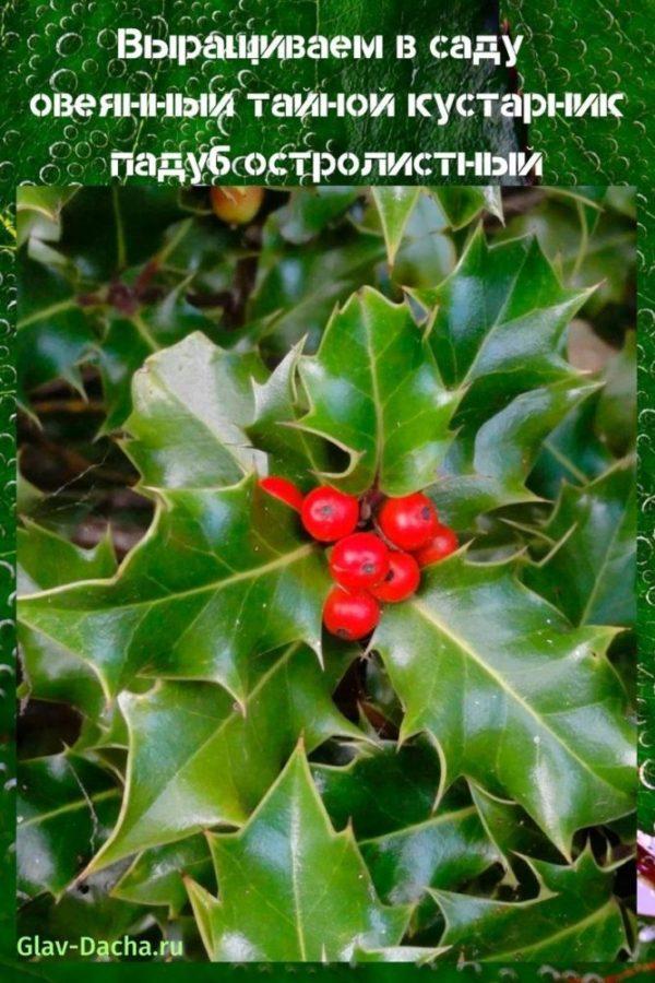holly holly