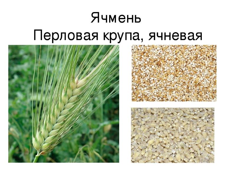 ohraohra