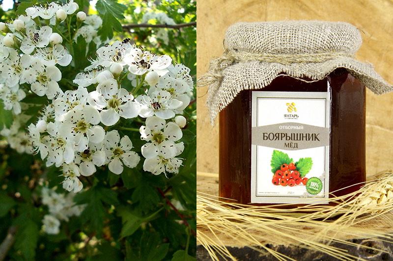orapihlaja kukka hunaja