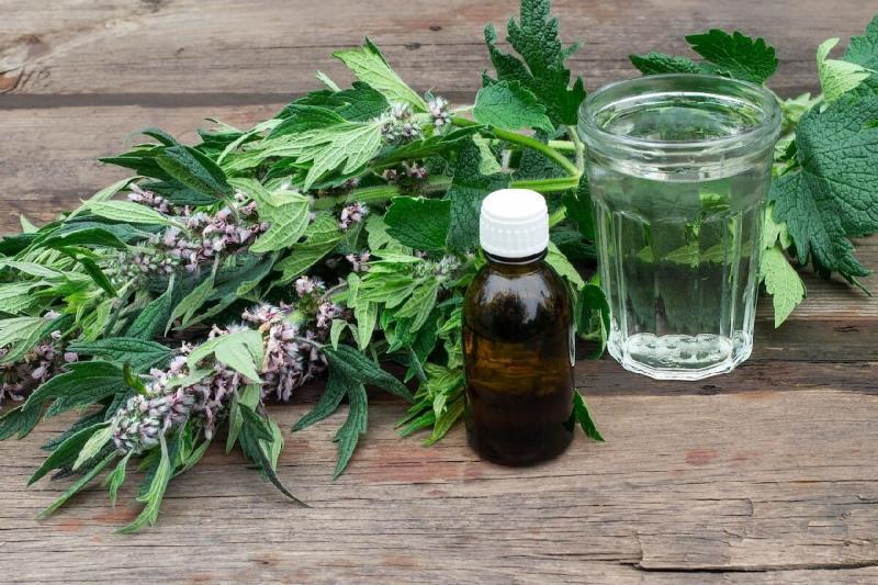 motherwort-yrtti hyödyttää ja vahingoittaa