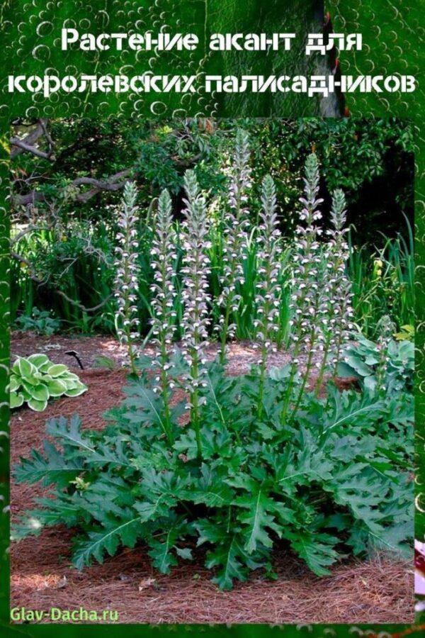acanthus-kasvi