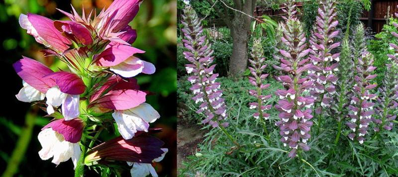 upea acanthus-kasvi