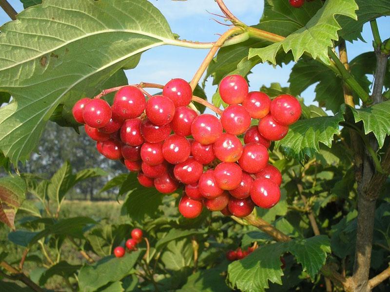 kypsyy punainen viburnum