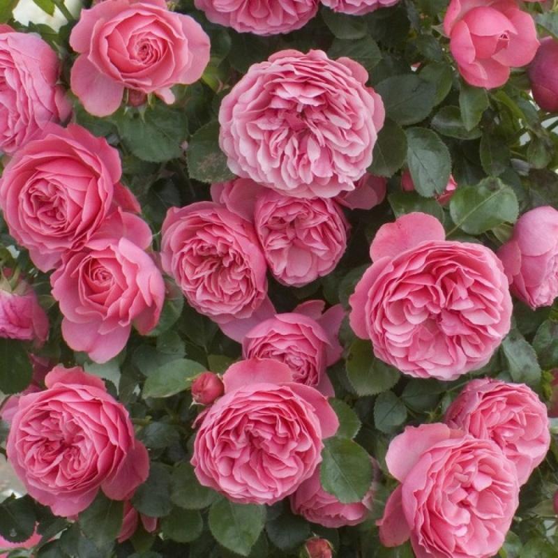 rose leonardo da vinci ruusujen tietosanakirja