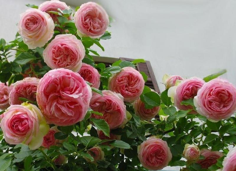 rose pierre de ronsard kuva ja kuvaus