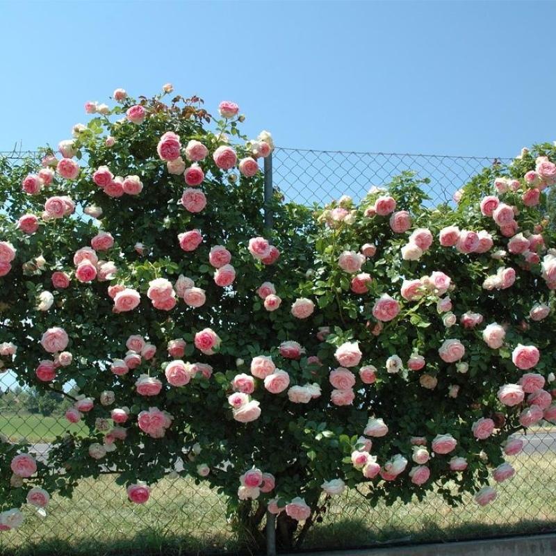 ruusupensas pierre de ronsard