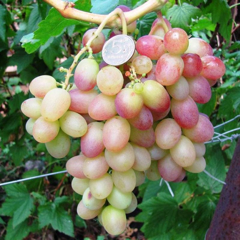 hybridirypälelajike Tason