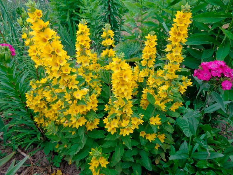 loosestrife-istutus- ja hoitokuvia