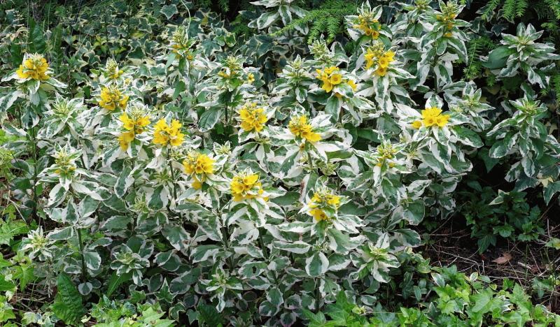 loosestrife kirjava