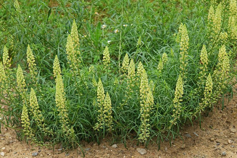 reseda kukkii
