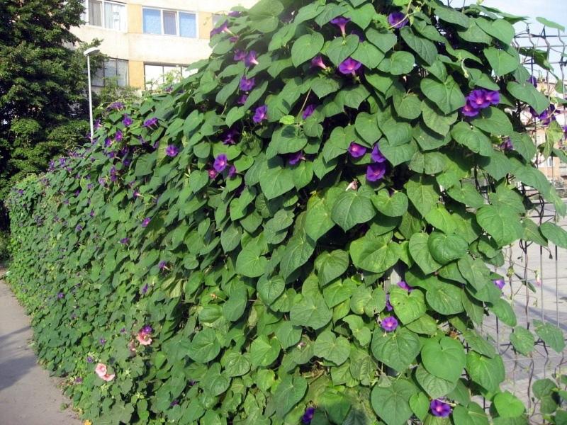 kiipeilykasvit puutarhavalokuville ja aamu-kunnian nimille