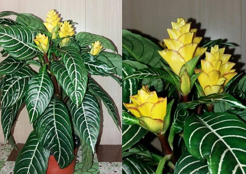 aphelandra ulkoneva